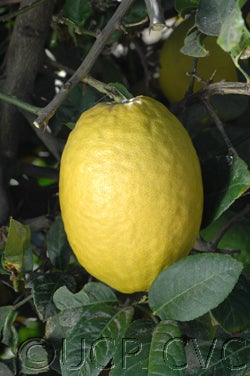 philippine_citron2_000