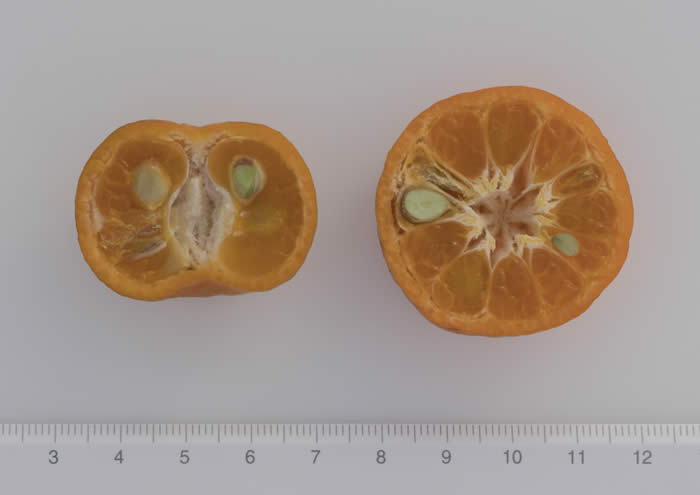 philippinecalamandarincrc3073010