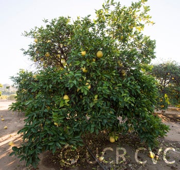 philippinepummelocrc644002