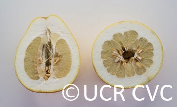 philippinepummelocrc644006