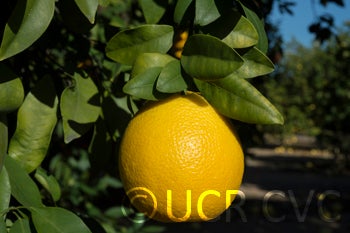 philippinepummelohybridcrc2343003