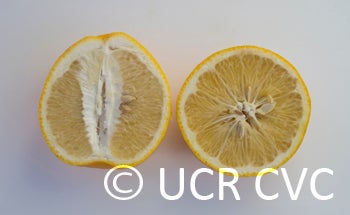 philippinepummelohybridcrc2343006