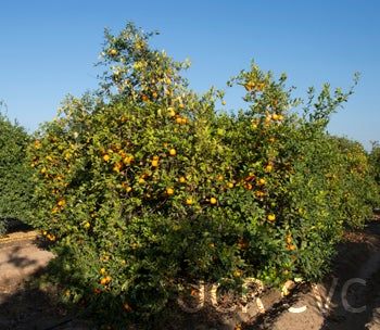 philippinerangpurlimecrc2318002