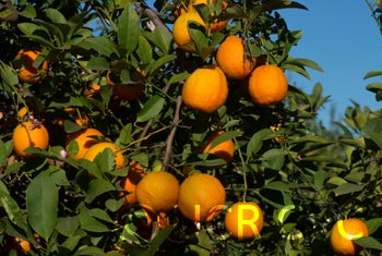 philippinerangpurlimecrc2318004