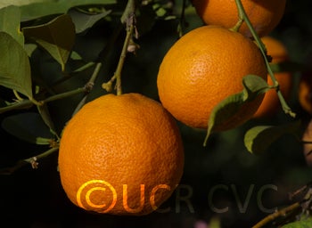 philippinerangpurlimecrc2318005