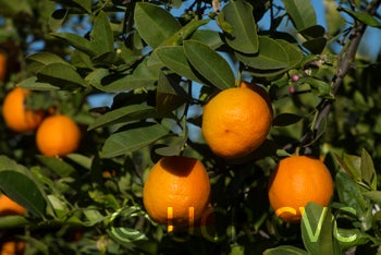 philippinerangpurlimecrc2318006