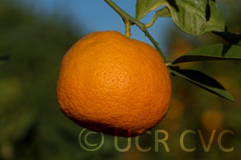 philippinerangpurlimecrc2318007