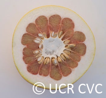 pinkpummelocrc2244004