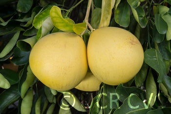 pinkpummelocrc2246004