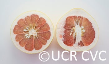 pinkpummelocrc2246005