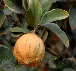 Variegated Pink Fleshed Eureka lemon13_000.jpg