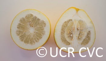 pinshankongyanpummelocrc2348006