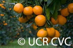 pixiemandarinchurchillojai008