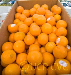 pixiemandarinfriendshfm001