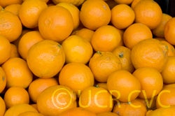 pixiemandarinmudcreekhfm001