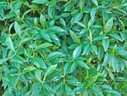 pleiospermiumalatum_000