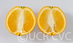 pollockt4navelorangecrc4193001