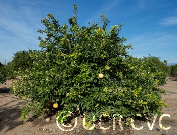 pomelitpummelohybridcrc4026001_1