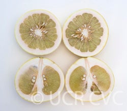 pomelitpummelohybridcrc4026004