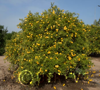 pomeroytrifoliatecrc1717002