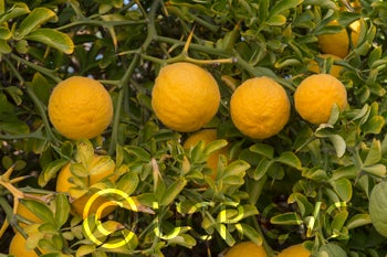 pomeroytrifoliatecrc1717005