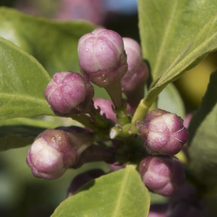 pomonasweetlemoncrc4068010