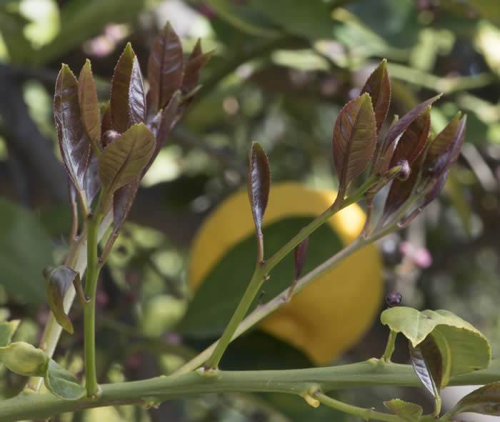 pomonasweetlemoncrc4068011