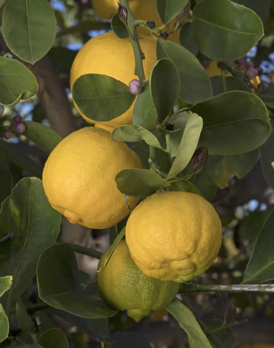 pomonasweetlemoncrc4068015