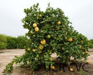 ponderosalemonhybridcrc294002_000