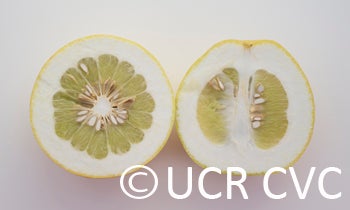 pongyaupummelocrc2342005