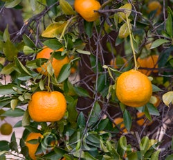 ponkanmandarincrc3849003