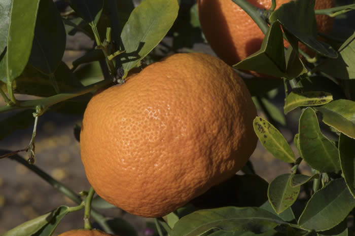 poonarangpurlimecrc4135008