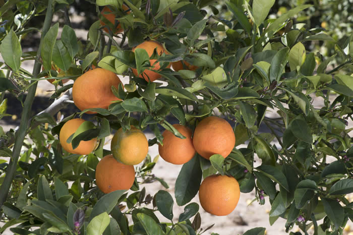 poonarangpurlimecrc4135012