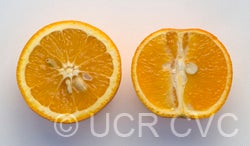 precocedevalencesweetorangecrc3373006