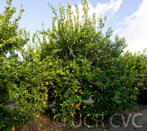 primofiorilemoncrc3491001