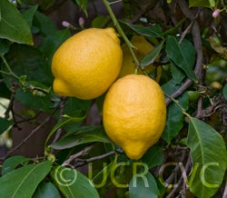 primofiorilemoncrc3491005