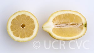 primofiorilemoncrc3491006