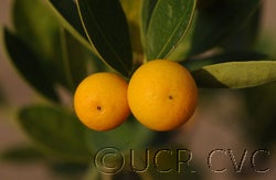 procimequatcvc002_000