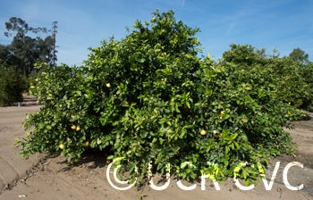 pumapummelohybridcrc3941002