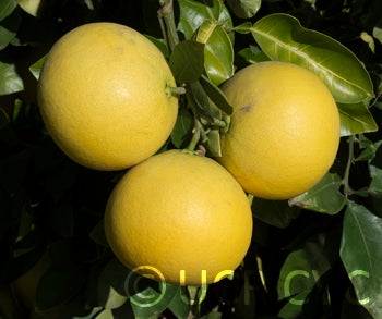 pumapummeloxgrapefruithybridcrc3941003