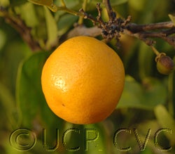 purshaxchinottocvc02_000