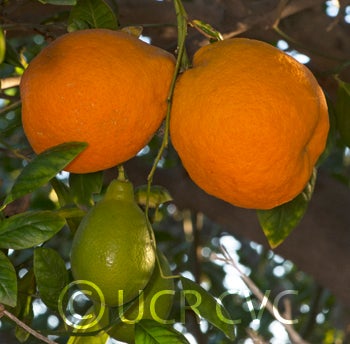 rangpurlimextrifoliatehybridcrc3997004