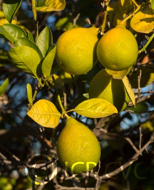 rangpurlimextrifoliatehybridcrc3997007
