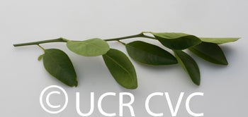 rangpurlimextrifoliatehybridcrc3997008