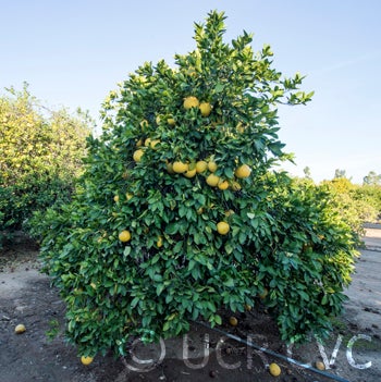 redaranyanpummelohybridcrc2608004