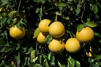 redaranyanpummelohybridcrc2608006