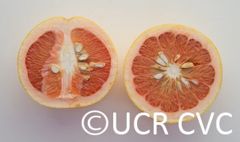 redaranyanpummelohybridcrc2608007