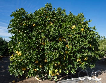 redfleshedpummelocrc2338005