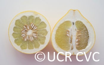 reinkingpummelocrc3805004