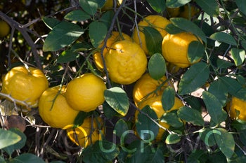 rhobselarsalemonhybridcrc2489007